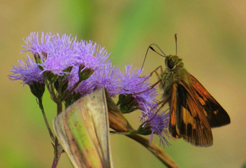 Yehl Skipper male